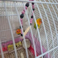 کتوله برزیلی|پرنده|زرند, |دیوار