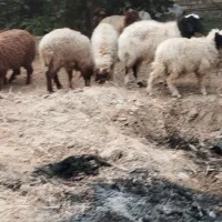 گوسفند وبز|حیوانات مزرعه|چمران, |دیوار