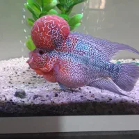 فروش ماهی فلاور