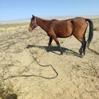 اسب مادیون|اسب و تجهیزات اسبسواری|فریمان, |دیوار