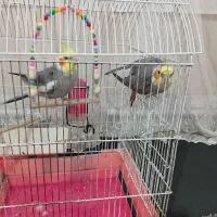 عروس هلندی نر بالغ