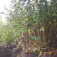 نهالستان سبز    صفوی