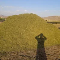یونجه خورد شده
