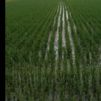 فروش زمین کشاورزی سده لنجان