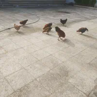 سلام خروس محلی یک ساله فروش فوری|حیوانات مزرعه|سلمان‌شهر, |دیوار