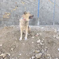 سگ پژدر