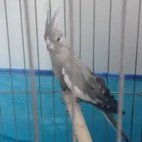 عروس هلندی ماده