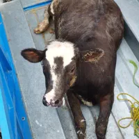 گاو گوساله گوسفند بز شکسته گاو  شکسته