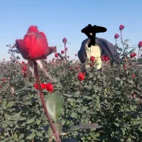 زمین واسه گل رز میخام ۴ساله اجاره زمین کشاورزی