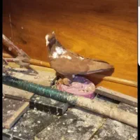 ککیلی|پرنده|اردبیل, |دیوار