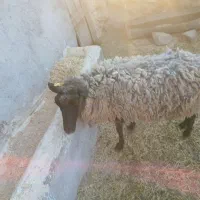 گوسفند رومانوف|حیوانات مزرعه|ارشق, |دیوار