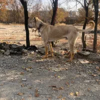 واگذاری سگ سرابی|سگ|رباط‌کریم, شترخوار|دیوار