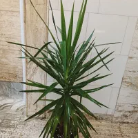 حراج گل و گیاه طبیعی