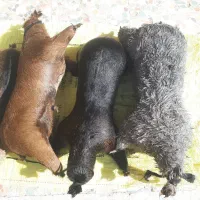 هیزه فروشی|لوازم جانبی حیوانات|خرم‌آباد, |دیوار