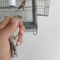 جوجه سهره نر زیردهن خوب