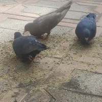 ۳تا نر زاغ ویدونه ماده زرد|پرنده|کرمان, |دیوار