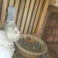 یه جفت نرو ماده پرشی همراه با دوتا جوجه ۵ روزه