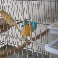 قناری نر و ماده اماده|پرنده|قدس, شهرقدس|دیوار