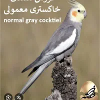 گمشده