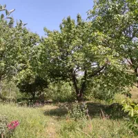 باغ تفریحی|فروش زمین و ملک کلنگی|پیرانشهر, |دیوار