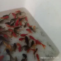 گلدفیش|ماهی|بردسکن, |دیوار