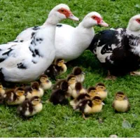موسکویی ویااردک اسراعیلی ارسال به سراسر کشور