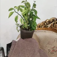 شال پفکی و گل|لباس|مرند, |دیوار