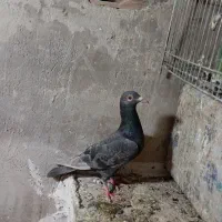 ماده نامور|پرنده|همدان, |دیوار