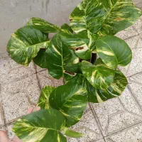 گل‌های آپارتمانی زیبا