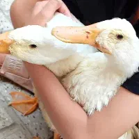 اردک|حیوانات مزرعه|مشهد, کوی سیدی|دیوار