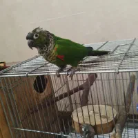 گرینچیک بلک کاپ|پرنده|شیراز, اکبر آباد|دیوار