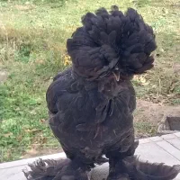 مرغ های اصل وزینتی