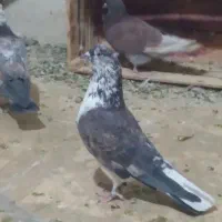 ۴۰عدد کفتر غریب همه پرشتی|پرنده|کوهدشت, |دیوار