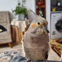 طوطی عروس گمشده لطفا پیدا کردید مژدگانی میدم