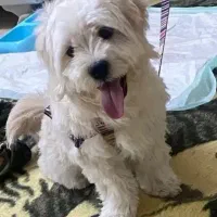 پت .|سگ|شوشتر, |دیوار