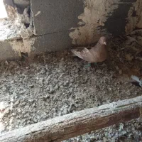 دو عدد نر تاپ|پرنده|کرخه, |دیوار