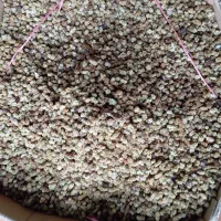 توت|عمده‌فروشی|کامیاران, |دیوار