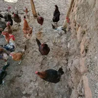 مرغ و خروس درجه یک گوشتی و داشتی حراج