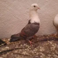 کبوتر کلاغ کربلایی کاکلی و بی کاکل|پرنده|تهران, شهرک ولیعصر جنوبی|دیوار
