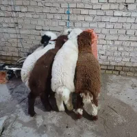 بره یاگوسفند|حیوانات مزرعه|اهواز, منازل کارون|دیوار