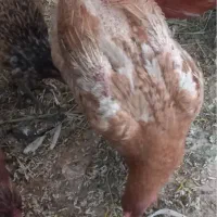 معاوضه مرغ محلی با مرغ محلی کرک