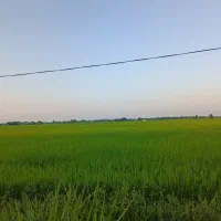 11-هزار-متر-شالیزار-غیر-تسطیح