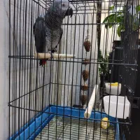 کاسکو‌ گمشده