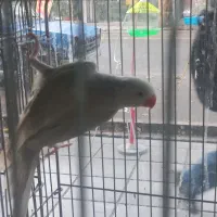 ملنگو سفید کم یاب