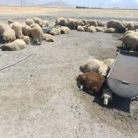 بره پرواری حدود 85 کیلو