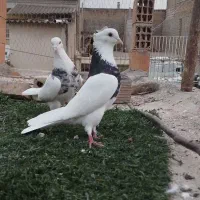 طوقی جفت نر