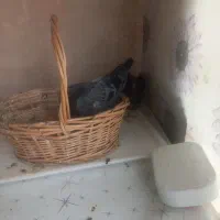 کبوتر چاهی یک ماهه