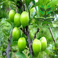 نهال گوجه سبز زودرس گلدانی|گل و گیاه طبیعی|سبزوار, کهنه آب|دیوار