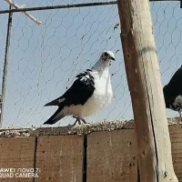 کبوتر