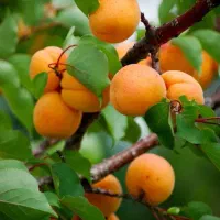 پیشفروش ارقام نهال گلدانی